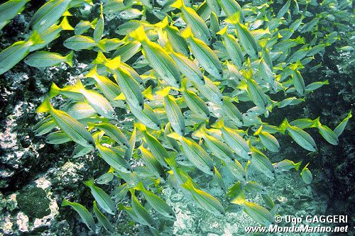 Lutiano (Lutjanus lutjanus)