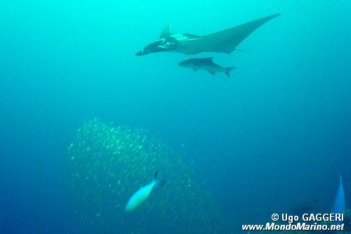 Manta (Manta birostris)