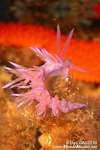 Flabellina rosa (Flabellina affinis)