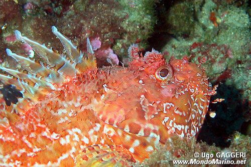 Scorfano rosso (Scorpaena scrofa)