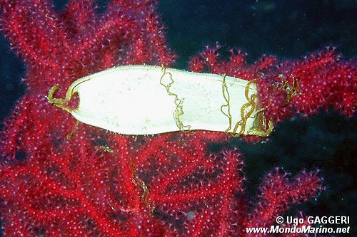 Squalo gattopardo (Scyliorhinus stellaris)