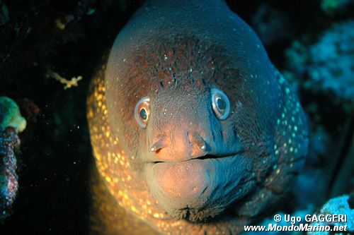 Murena (Muraena helena)