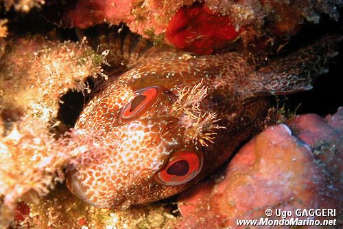 Bavosa ruggine (Parablennius gattorugine)