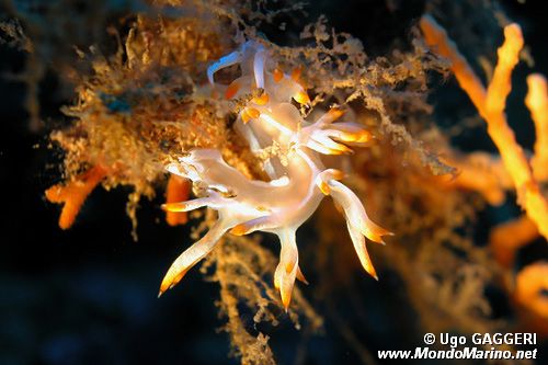 Flabellina bianca (Flabellina babai)