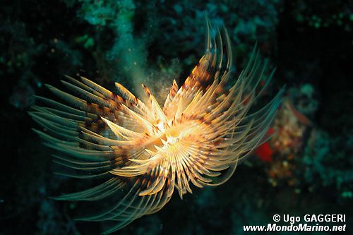 Spirografo (Sabella spallanzani)