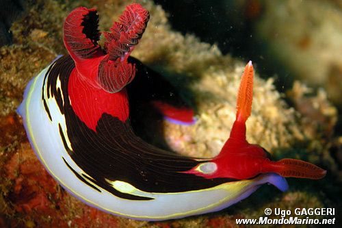 Nembrotha di Chamberlain (Nembrotha chamberlaini)