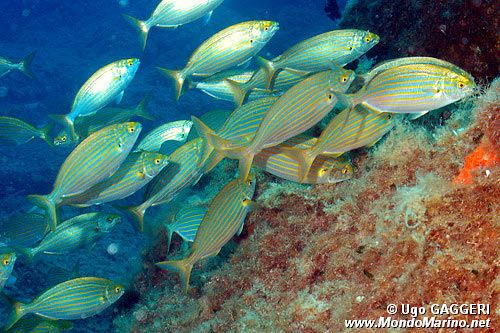 Salpa (Sarpa salpa)
