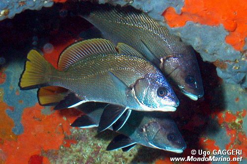Corvina (Sciaena umbra)