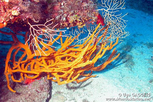 Spugna (Axinella polypoides)