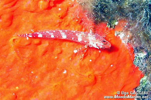 Peperoncino (Tripterygion tripteronotus)