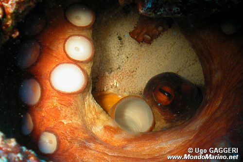 Polpo comune (Octopus vulgaris)