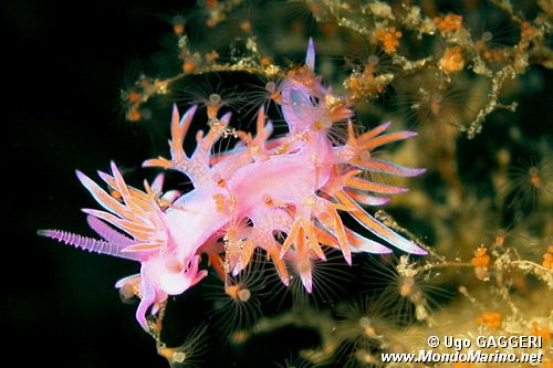 Flabellina rosa (Flabellina affinis)