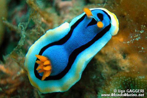 Chromodoris di anna (Chromodoris annae)