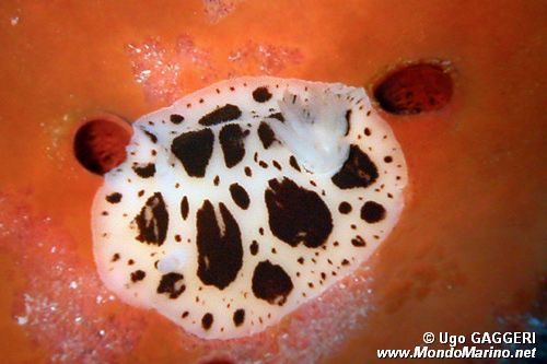 Vacchetta di mare (Discodoris atromaculata)