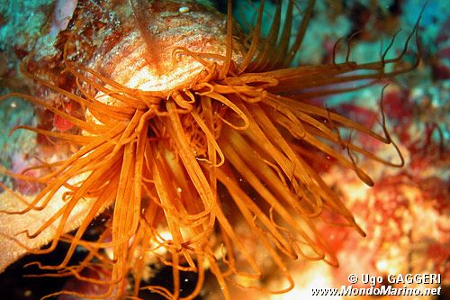 Cerianto (Cerianthus membranaceus)