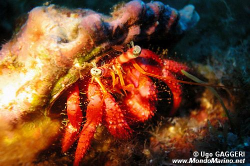 Paguro (Dardanus calidus)