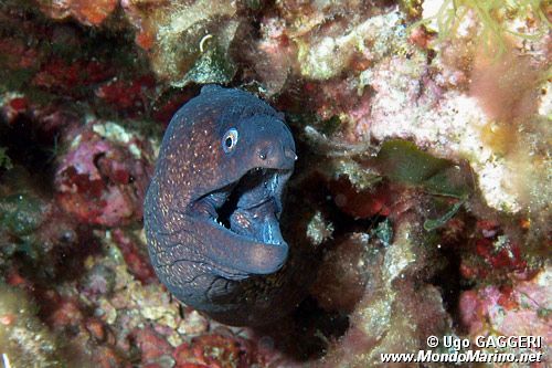 Murena (Muraena helena)