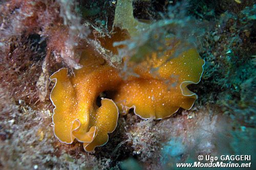 Platelminta (Yungia aurantiaca)