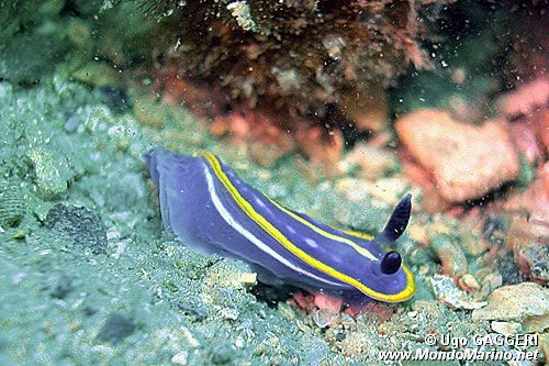 Doride tricolore (Hypselodoris tricolor)