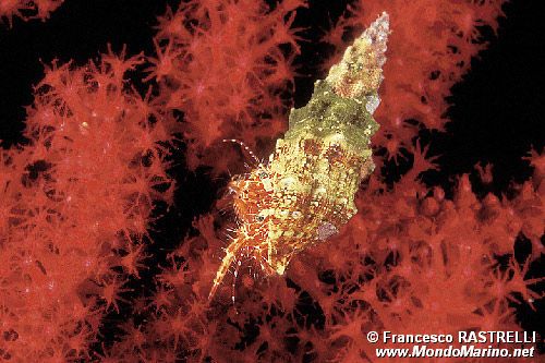 Paguro (Pagurus anachoretus)