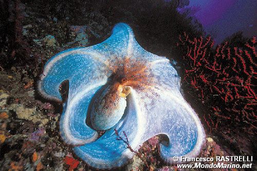 Polpo comune (Octopus vulgaris)
