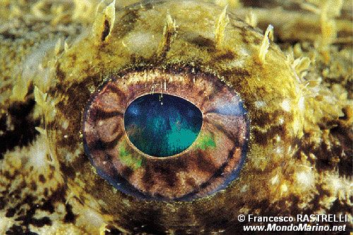 Rana pescatrice (Lophius piscatorius)