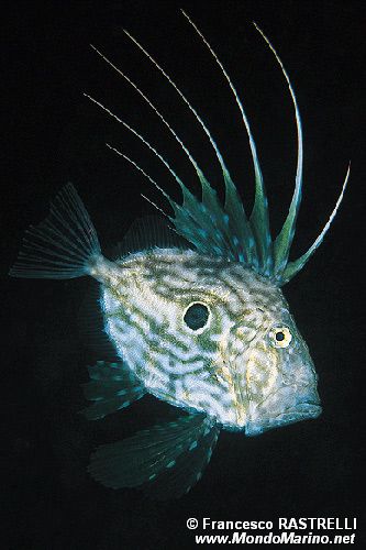 Pesce san pietro (Zeus faber)