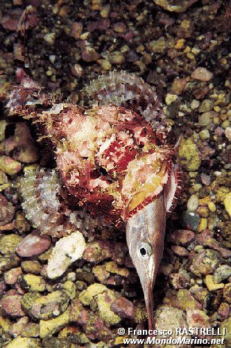 Scorfano rosso (Scorpaena scrofa)