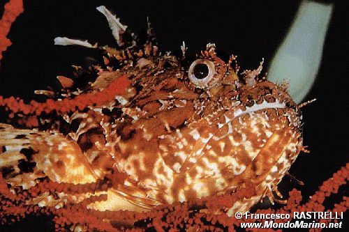 Scorfano rosso (Scorpaena scrofa)