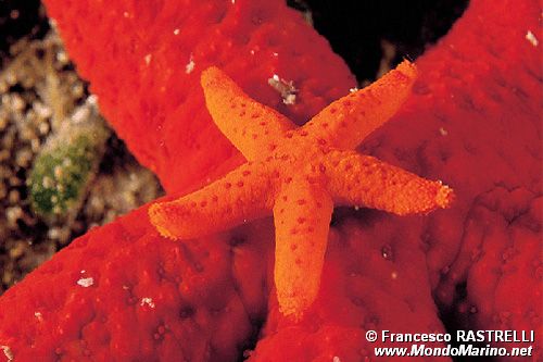 Stella rossa (Echinaster sepositus)