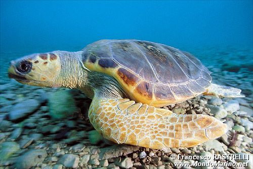 Caretta (Caretta caretta)