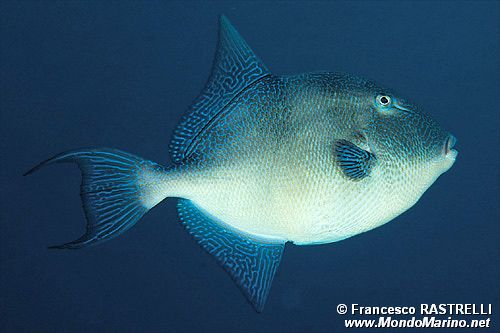 Pesce balestra mediterraneo (Balistes capriscus)