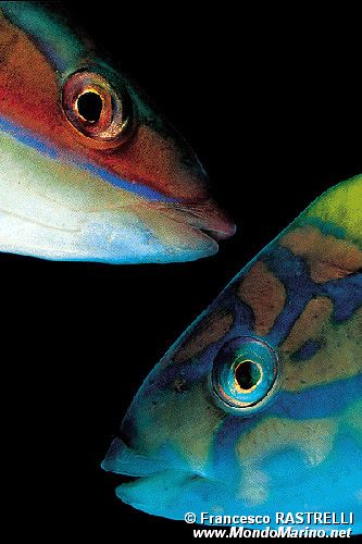 Donzella pavonina (Thalassoma pavo)