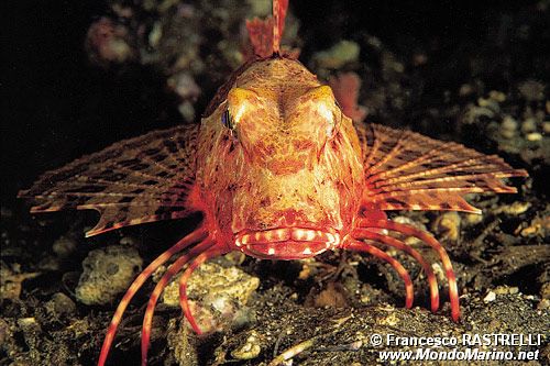 Capone ubriaco (Chelidonichthys lastoviza)