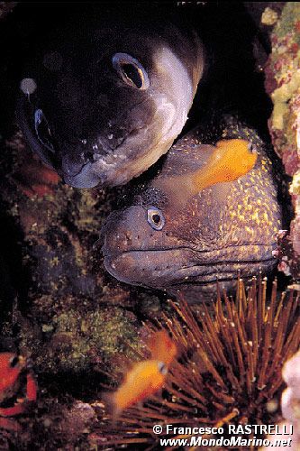 Grongo (Conger conger)