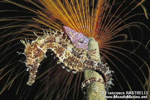 Cavalluccio marino (Hippocampus guttulatus)