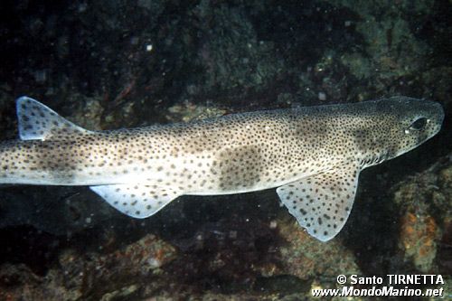 Gattuccio (Scyliorhinus canicula)