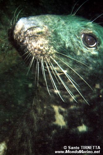 Foca grigia (Halichoerus grypus)
