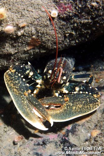 Astice (Homarus gammarus)