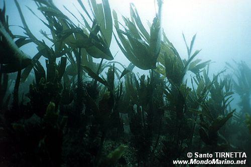 Kelp (n.d. n.d.)