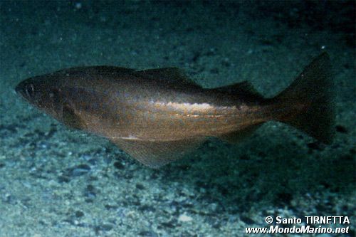 Merluzzo (Gadus morhua)