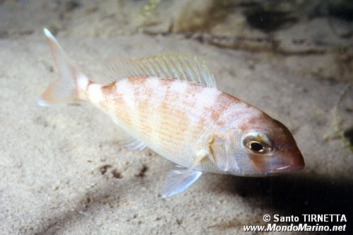 Pagro (Pagrus pagrus)