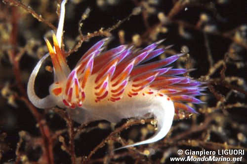 Flabellina dalla linea bianca (Flabellina lineata)