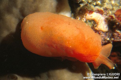 Bertella arancione (Berthella aurantiaca)