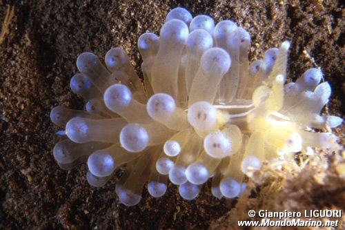 Ianolo (Janolus cristatus)