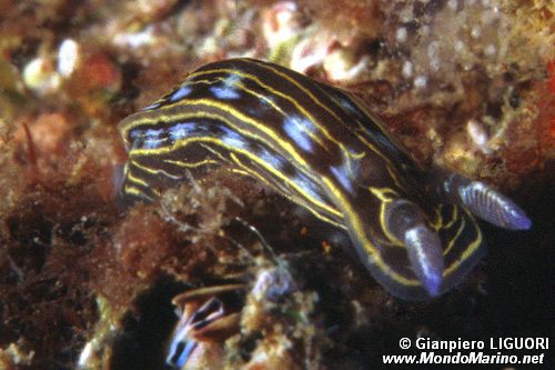 Doride di villafranca (Hypselodoris villafranca)