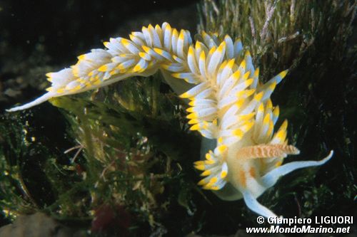 Bergia azzurra (Berghia coerulescens)