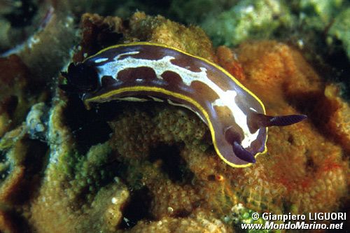 Doride di Fontandrau (Hypselodoris fontandraui)