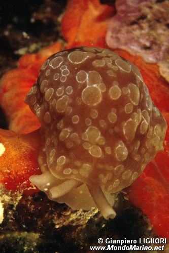 Bertella ocellata (Berthella ocellata)