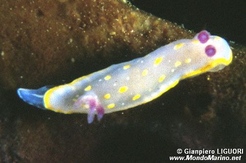 Chromodoris krohni (Chromodoris krohni)